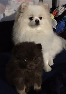 two-pomeranians